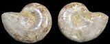 Cut & Polished, Agatized Ammonite Fossil - Jurassic #53838-1